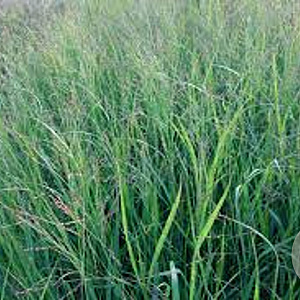 Panicum virgatum 'JS Blue Darkness' GM P9