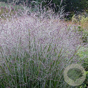 Panicum virgatum 'Purple Tears' GM P9