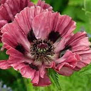 Papaver 'Manhattan' GM P9