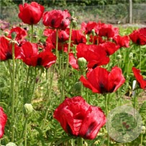 Papaver or. 'Brilliant' GM P9