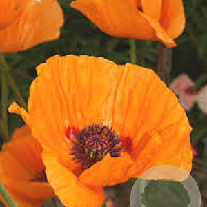 Papaver or. 'Harvest Moon' GM P9