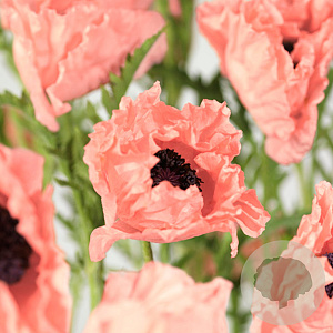 Papaver or. 'Prinz. Viktoria Luise' GM P9