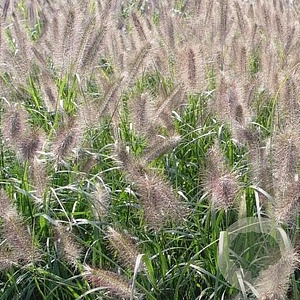 Pennisetum al. 'Cassian' GM P9