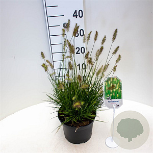 Pennisetum al. 'Little Bunny' 25-30 cm 3,5L