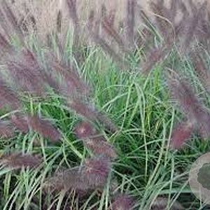 Pennisetum al. 'National Arboretum' GM P9