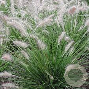 Pennisetum al. 'Piglet' GM P9