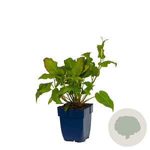 Persicaria amplexicaulis GM  P11