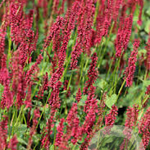 Persicaria a. Bonfire GM P9