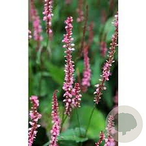 Persicaria a. 'Flamingo Feathers' GM P9