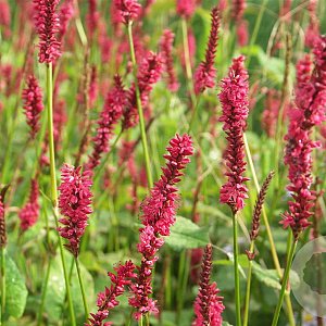 Persicaria a. 'JS Calor' GM P9