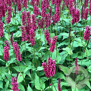 Persicaria a. 'JS Calor' GM P9