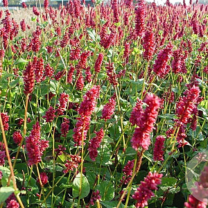 Persicaria a. 'Lisan' GM P9