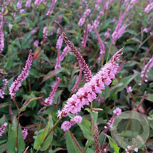 Persicaria a. 'Pink Elephant' GM P9