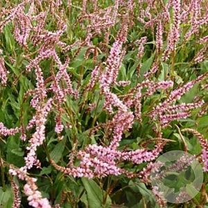 Persicaria a. 'Pink Elephant' GM P9