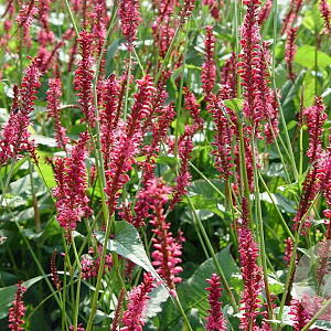 Persicaria a. 'Speciosa' GM P9