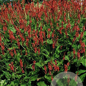Persicaria a. 'Speciosa' GM P9