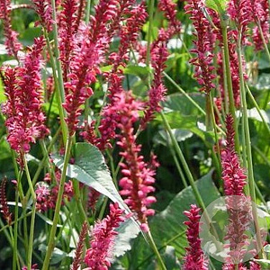 Persicaria a. 'Speciosa' GM P9