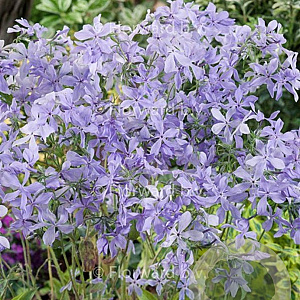 Phlox div. 'Clouds of Perfume' GM P9