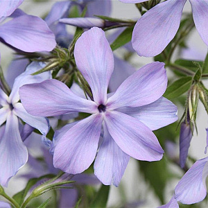 Phlox div. 'Clouds of Perfume' GM P9