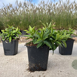 Phlox div. 'Clouds of Perfume' GM P9