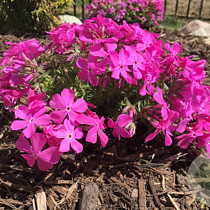 Phlox (S) 'Drummond's Pink' GM P9