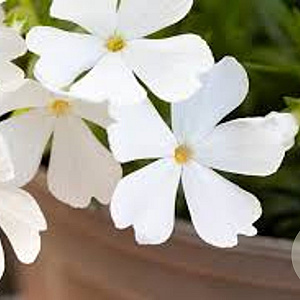 Phlox (S) Fabulous White GM P9