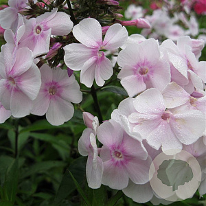 Phlox (P) 'Monica Lynden-Bell' GM P9