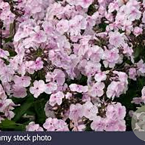 Phlox (P) 'Monica Lynden-Bell' GM P9