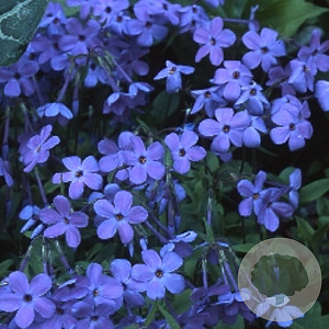 Phlox stolon. 'Blue Ridge' GM P9