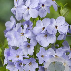 Phlox stolon. 'Blue Ridge' GM P9