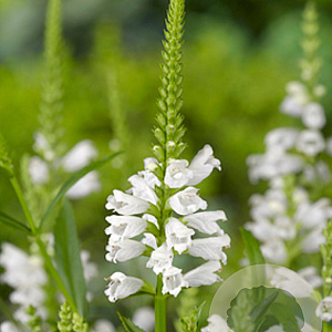 Physostegia v. 'Summer Snow' GM P9