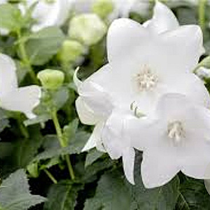 Platycodon grand. 'Fuji White' GM P9