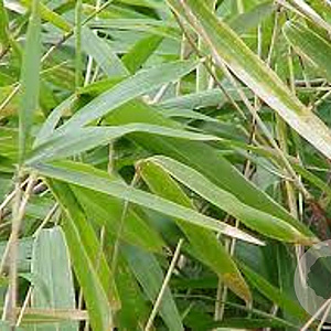 Pleioblastus argenteostriat.pumilus GM P9