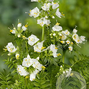 Polemonium caer. 'Album' GM P9