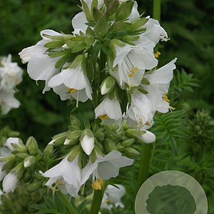 Polemonium caer. 'Album' GM P9