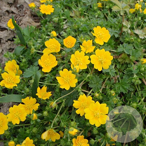 Potentilla crantzii 'Goldrausch' GM P9