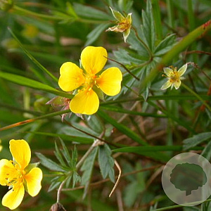 Potentilla recta GM P9