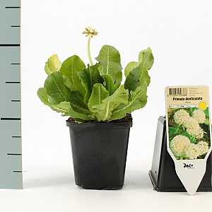 Primula dent. 'Alba' GM P9