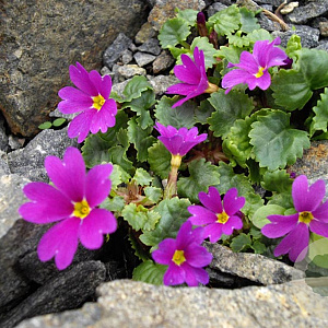 Primula juliae GM P9