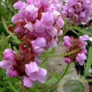 Prunella grand. 'Altenberg Rosa' GM P9