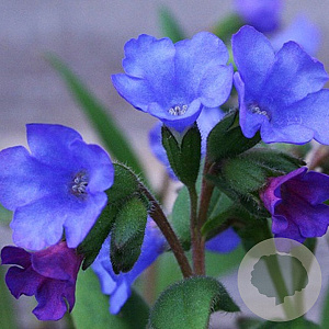 Pulmonaria ang. 'Azurea' GM P9