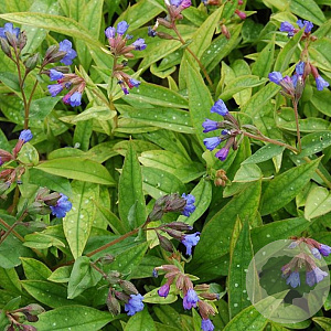 Pulmonaria 'Blauer Hügel' GM P9