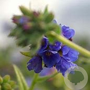 Pulmonaria long. 'E.B. Anderson' GM P9