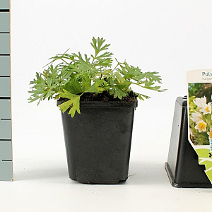 Pulsatilla v. 'Alba' GM P9