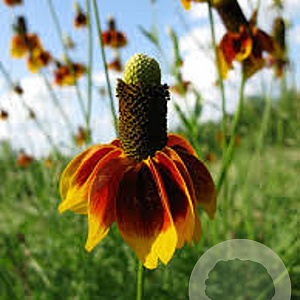 Ratibida columnifera pulcherrima GM P9