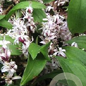 Reineckea inc. 'Crûg's Linearleaf' GM P9