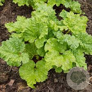 Rheum rhab. 'Victoria' GM P9