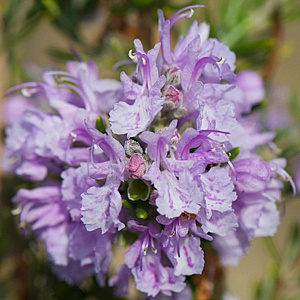 Rosmarinus off. 'Majorca Pink' GM P9