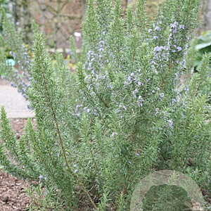 Rosmarinus off. 'Miss Jess. Upr.' GM P9