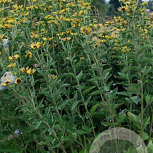 Rudbeckia subt. 'Little Henry' GM P9